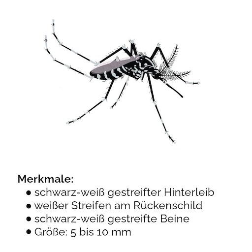 Tigermücke