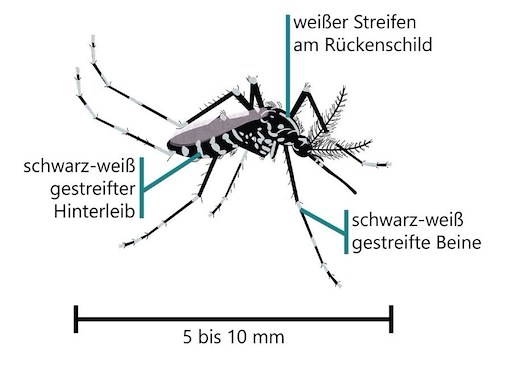 Erkennungsmerkmale Tigermücke