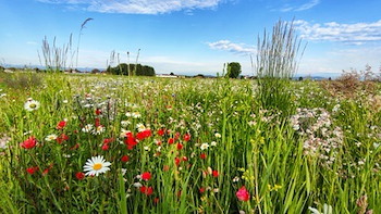 Blumenwiese
