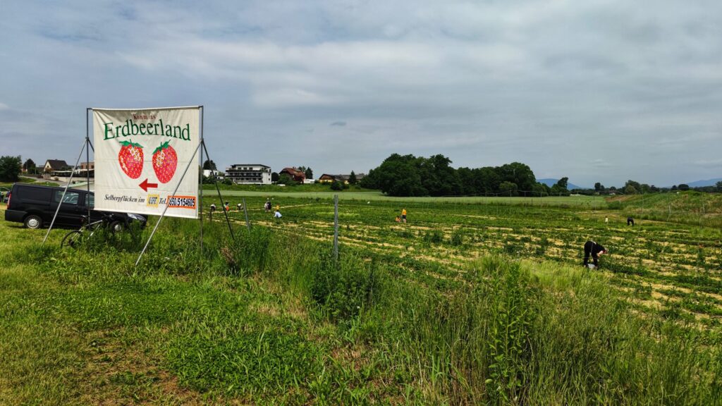 Erdbeerfelder 2026 in Graz-Umgebung Süd geöffnet: Gössendorf, Grambach, Kalsdorf, Seiersberg & Lieboch